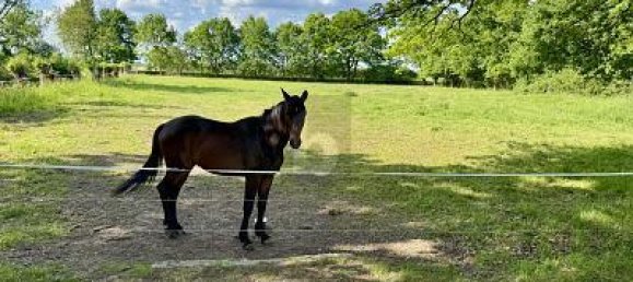 7 rooms House in Mecklenburg–Western Pomerania, Germany No. 230083 5