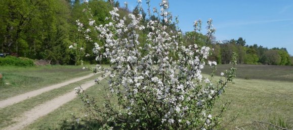 11 rooms House in Uckermark, Germany No. 332092 7