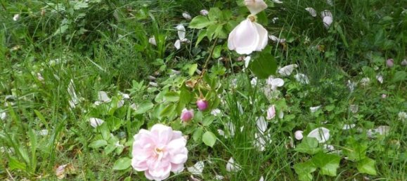 11 rooms House in Uckermark, Germany No. 332092 22