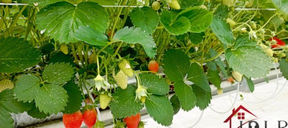 Castelos T3 em Vittel, France N.º 62526 5