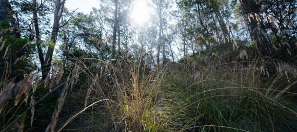 3 bedrooms Castles in Sineu, Spain No. 185431 99