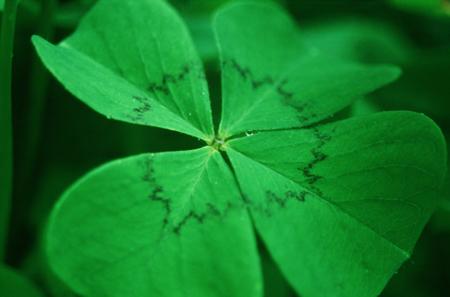 Grundstück in Hohenems, Austria, Nr. 192768