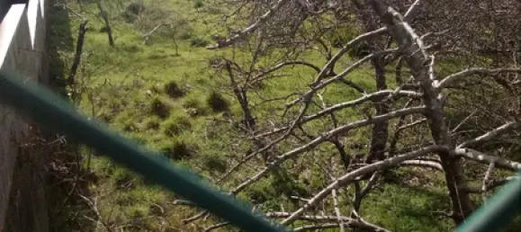 551m² Land in Macieira de Sarnes, Portugal No. 89266 4