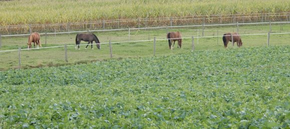 3 bedrooms House in Mooslargue, France No. 227085 10