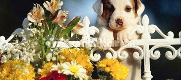 2 chambres Appartement à Ponti sul Mincio, Italy No. 328379 9