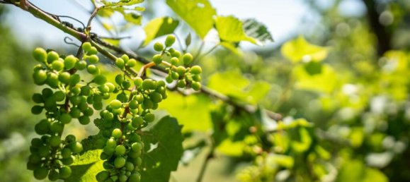 Дом с 3 спальнями в Кьюси, Италия № 56102 75