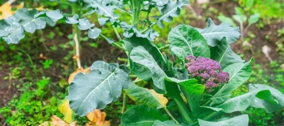 6-salle Villa à Catania, Italy No. 117058 16