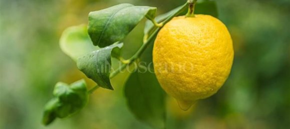 6-salle Villa à Catania, Italy No. 117058 15