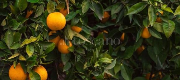 6-salle Villa à Catania, Italy No. 117058 12