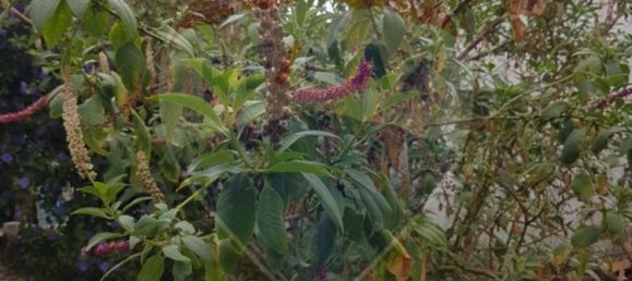 1 Schlafzimmer Haus in Setubal, Portugal, Nr. 163636 15