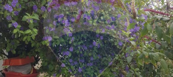 1 Schlafzimmer Haus in Setubal, Portugal, Nr. 163636 16