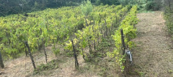  قطعة أرض في Castelnuovo Magra, Italy 20000متر مربع رقم 302803 2