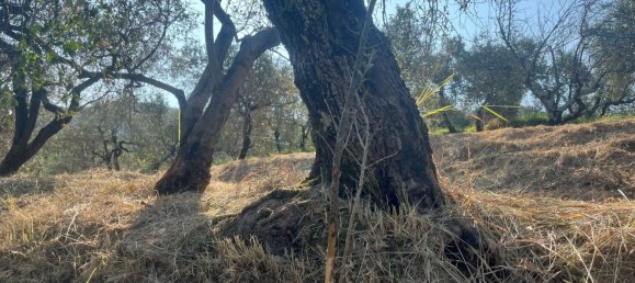  قطعة أرض في Castelnuovo Magra, Italy 20000متر مربع رقم 302803 5