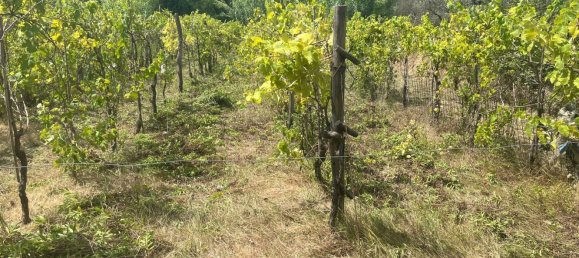  قطعة أرض في Castelnuovo Magra, Italy 20000متر مربع رقم 302803 4