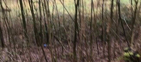  Land in Markischer, Germany No. 141572 6