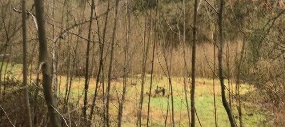  Land in Markischer, Germany No. 141572 5