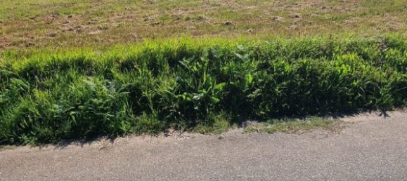 3173m² Land in Pontevedra, Spain No. 105720 3