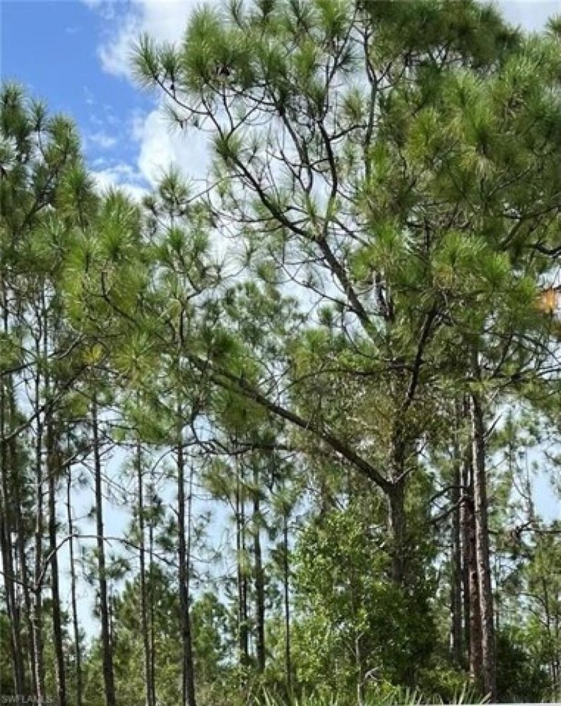 Земельный участок в Нейплс, США № 477273