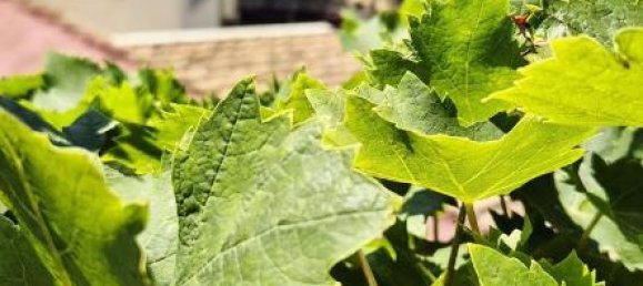 Apartamento de 3 habitaciónes en Vietri sul Mare, Italy No. 238125 12