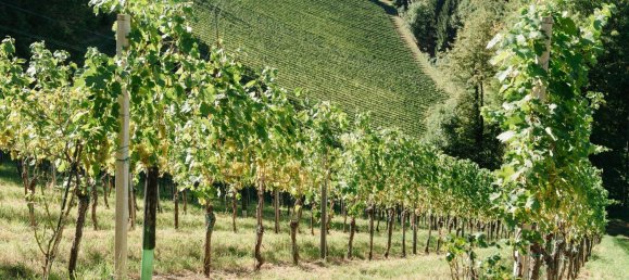 4 غرف نوم عقار تجاري في Gamlitz, Austria رقم 257959 37