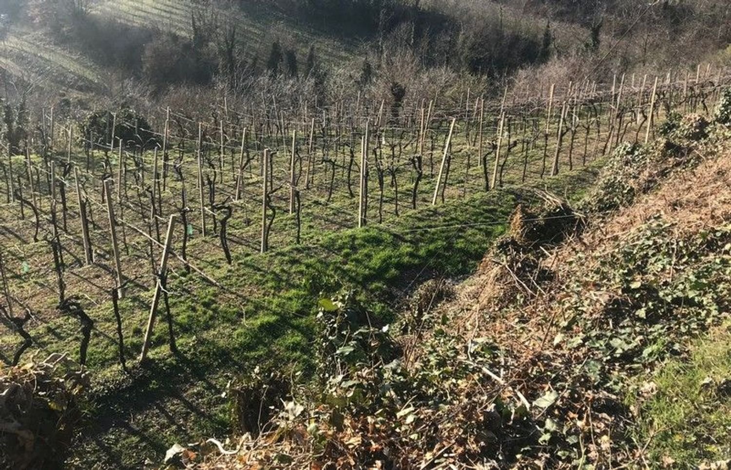 Grundstück in Soave, Italy 24000m², Nr. 188087