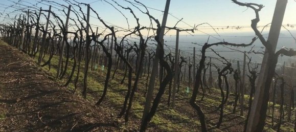 Grundstück in Soave, Italy 24000m², Nr. 188087 4