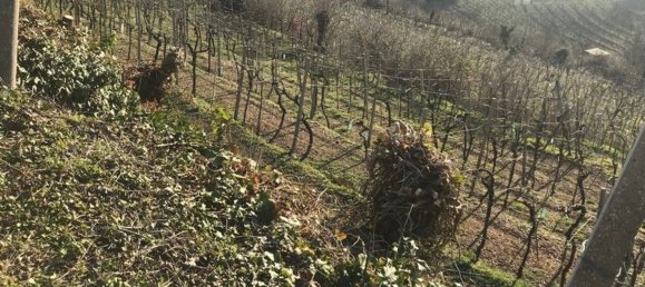 Grundstück in Soave, Italy 24000m², Nr. 188087 5