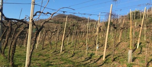 Grundstück in Soave, Italy 24000m², Nr. 188087 3