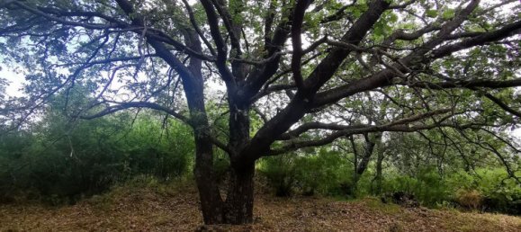 استوديو في Linguaglossa, Italy رقم 83216 25