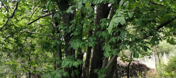 استوديو في Linguaglossa, Italy رقم 83216 18