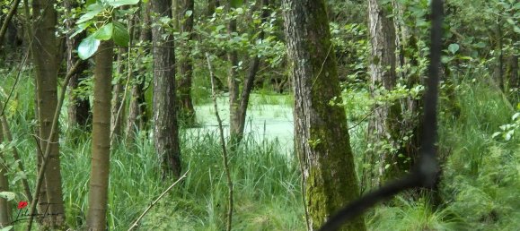 Terreno en Dahme-Spreewald, Germany No. 258559 4