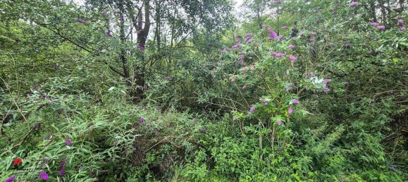 Terreno en Dahme-Spreewald, Germany No. 258559 3