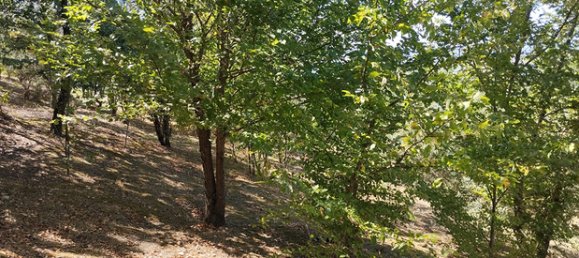 Terrain à Polverigi, Italy 5500m² No. 258375 5