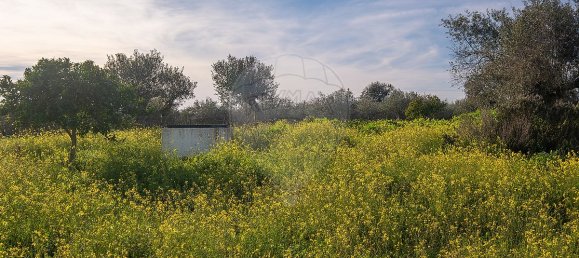 3 bedrooms House in Reguengos de Monsaraz, Portugal No. 24909 32