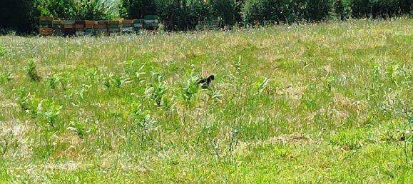  قطعة أرض في Artena, Italy 8918متر مربع رقم 273706 8