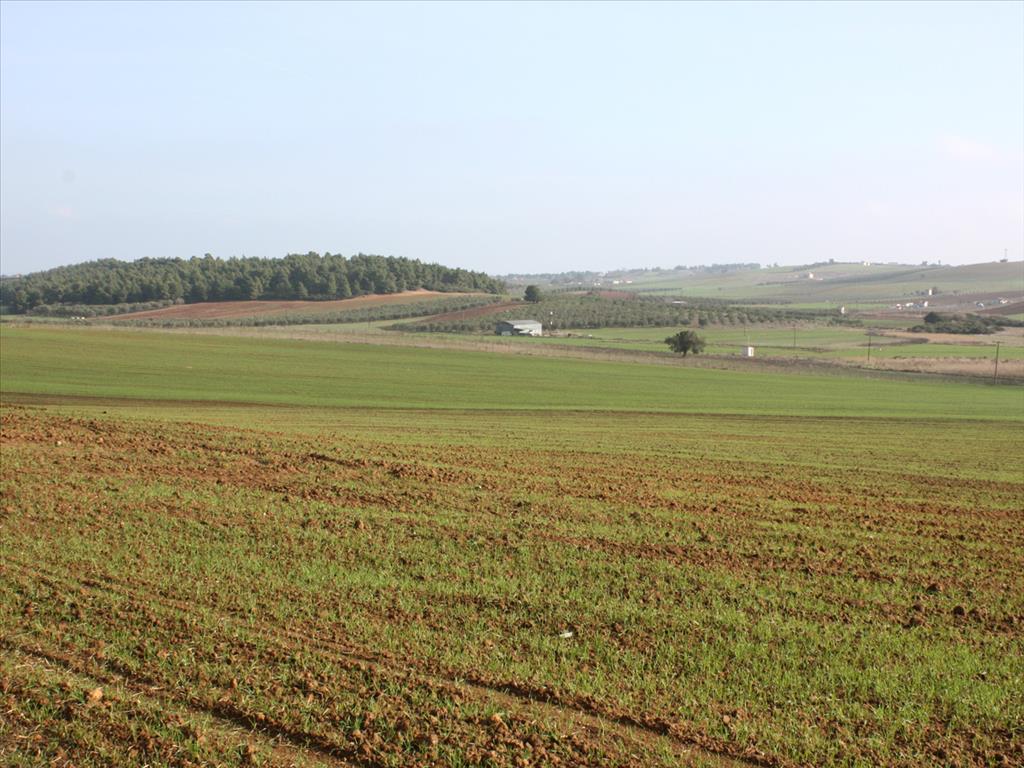 56000m² Hotel in Chalkidiki, Greece No. 8045