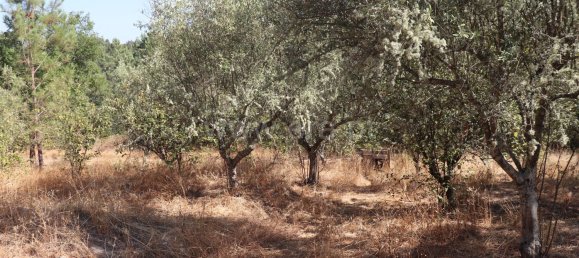 50m² Land in Santa Margarida da Coutada, Portugal No. 289447 8