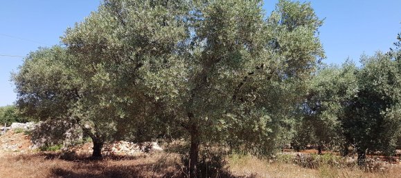 4غرفة منزل في Martina Franca, Italy رقم 72953 4