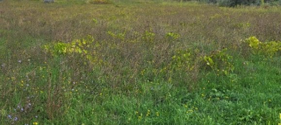 10000m² Land in Velletri, Italy No. 110743 5