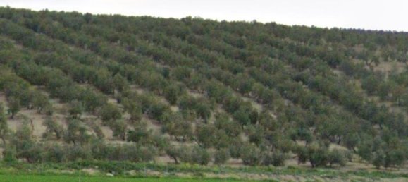 Grundstück in Andalusia, Spain, Nr. 160197 2