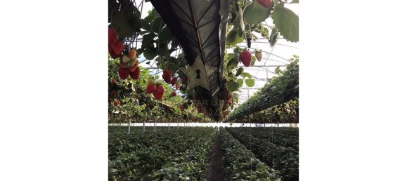 9 bedrooms House in Soure, Portugal No. 139737 38