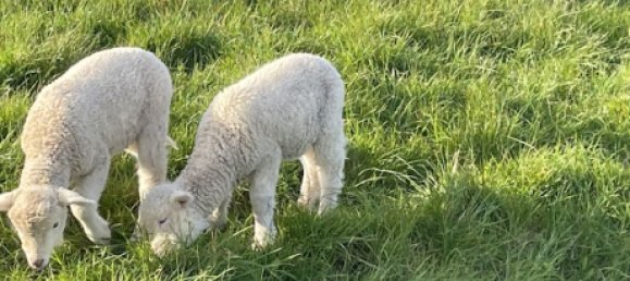 Terreno em Hauteville, France 5000 m² N.º 76457 3