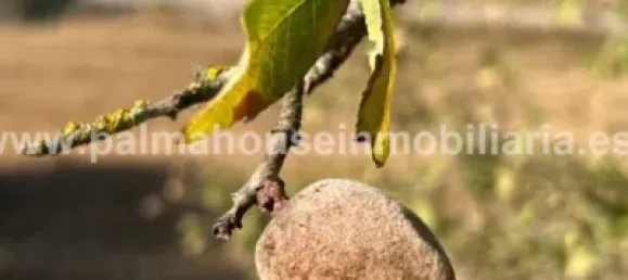 747m² Land in Llubi, Spain No. 162130 5