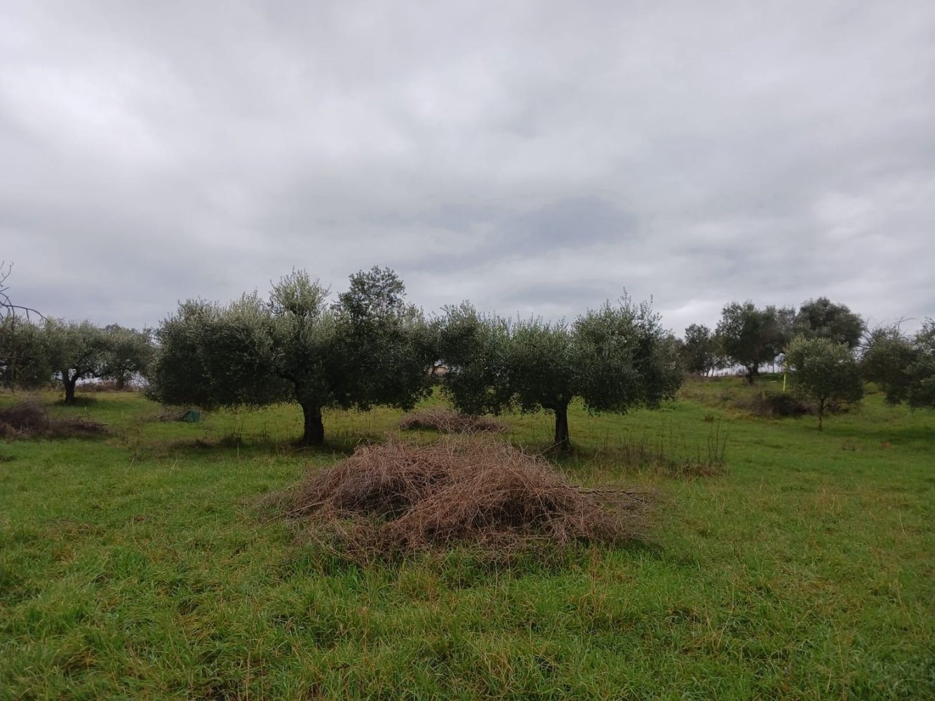  Land in Mentana, Italy No. 357301