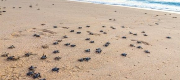 1 bedroom Apartment in GATEWAY, Al Zorah, UAE No. 63330 16