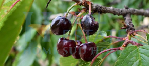 5 rooms Villa in Noto, Italy No. 142984 4