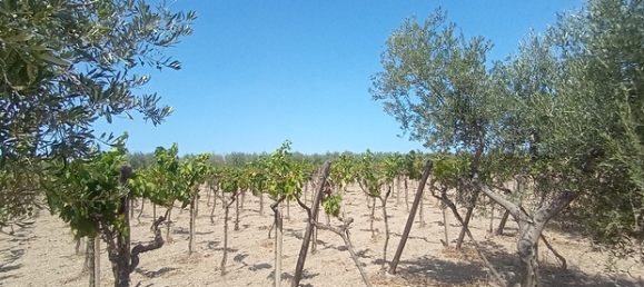 Terrain à San Severo, Italy 6500m² No. 288887 3