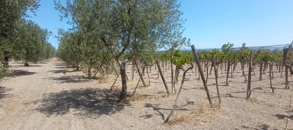 Terrain à San Severo, Italy 6500m² No. 288887 2