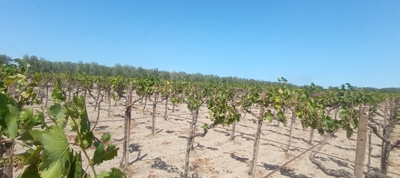 Terrain à San Severo, Italy 6500m² No. 288887 6