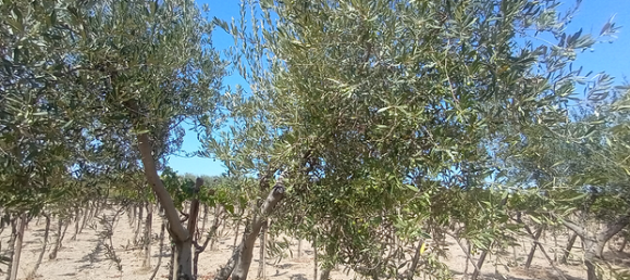 Terrain à San Severo, Italy 6500m² No. 288887 5